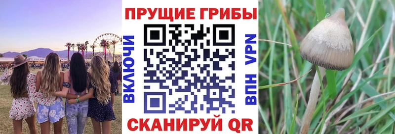 Купить закладки  Усмань  Галлюциногенные грибы мицелий 